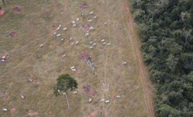 A operação Mata Viva percorreu 12 fazendas que já haviam sido autuadas pelo Ibama de 2018 a 2022 pelo mesmo crime ambiental. (foto - Ibama)