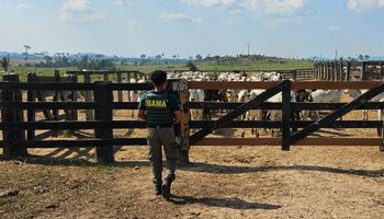 Operação Carne Fria 2: Ibama identifica 23 frigoríficos por compra de gado de áreas embargadas