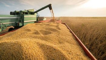 Subas para soja, trigo y maíz en Chicago: cuáles fueron los precios del mercado de granos local
