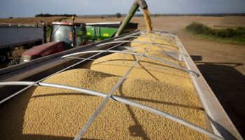Soja: expectativa por la guerra comercial y un potencial recorte de la cosecha