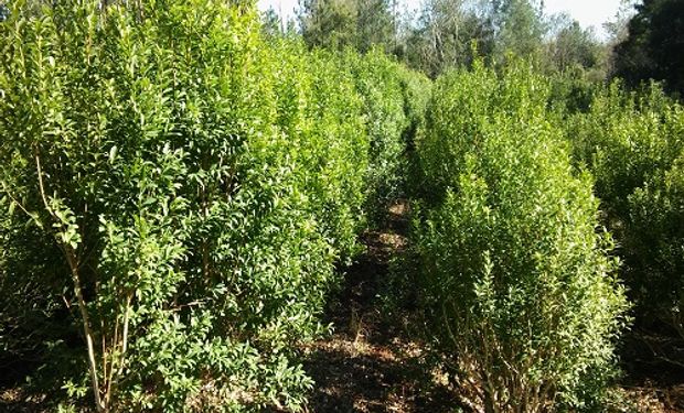 Ilex dumosa resurge como una nueva alternativa de producción.