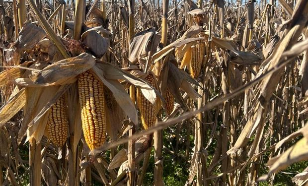 Qué se espera en la nueva campaña maicera, con foco en el tardío: “Estamos viendo excelentes avances en sanidad y agronomía"