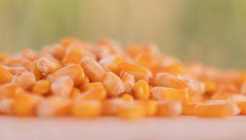 Maíz: los híbridos modernos que marcan el ritmo de las siembras tardías