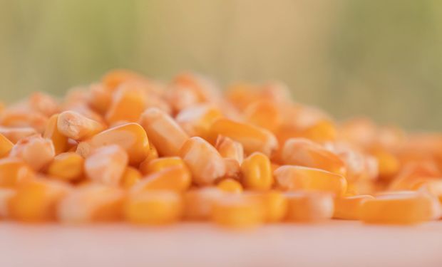 Maíz: los híbridos modernos que marcan el ritmo de las siembras tardías