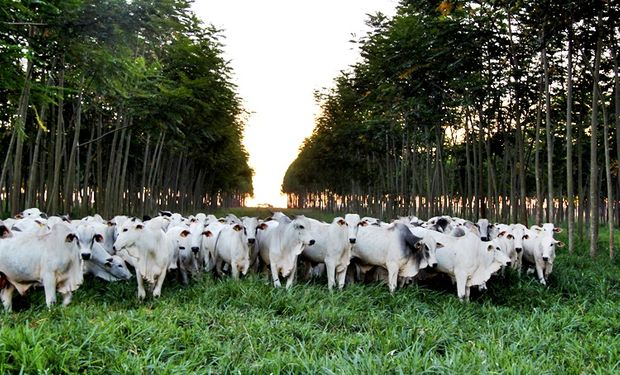 O que pensa a agropecuária brasileira sobre o Green Deal europeu?