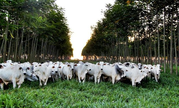 Segundo especialistas, o volume de pastagens de baixa produtividade pode somar a 93 milhões de hectares. (foto - CNA)