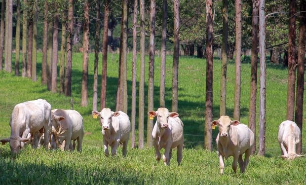 A ILPF pode ser utilizada em diferentes modalidades, combinando dois ou três componentes em um sistema produtivo, ou em cultivo consorciado, em sucessão ou em rotação. (foto - Embrapa)