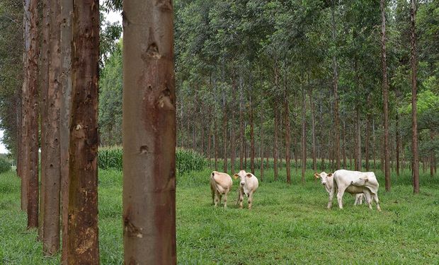 Oposição entre a produção agropecuária e a preservação ambiental vai mais pelas narrativas construídas do que pelas práticas das fazendas brasileiras. (foto - Embrapa)