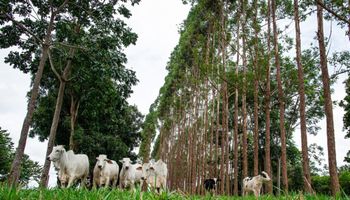 Mapa cria programa para impulsionar projetos sustentáveis no agro via Plano ABC+