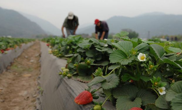 Será del 20 al 23 de noviembre. Lo organizará el Ministerio de Agroindustria en conjunto con la FAO.