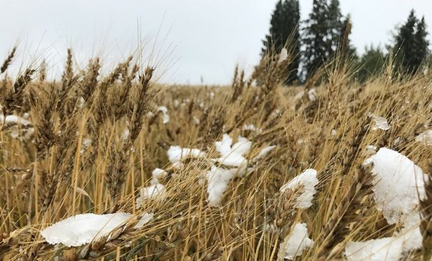 Trigo: el clima frio en las Planicies norteamericanas y la seca en Australia le brindan soporte a los precios.