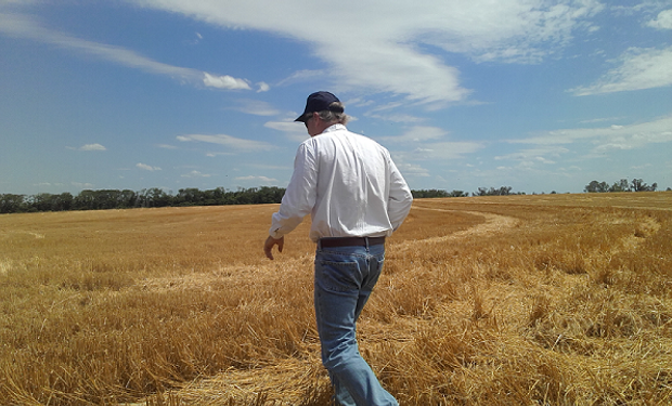 Andrés Blaquier, gerente de La Biznaga, recorre uno de los campos de trigo que fueron aterrazados de Centella, donde la pendiente salta a la vista.