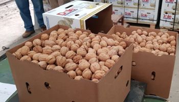 Neuquén exportó 20 toneladas de nueces a Italia