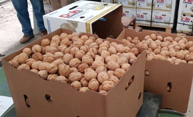 Neuquén exportó 20 toneladas de nueces a Italia