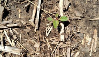 Alerta por los escapes de una de las malezas más problemáticas del agro argentino: resistió a las aplicaciones preemergentes