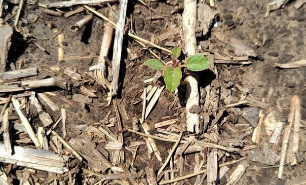 Alerta por los escapes de una de las malezas más problemáticas del agro argentino: resistió a las aplicaciones preemergentes