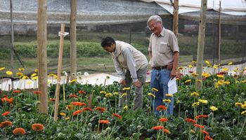 Floricultura: cómo se sostiene un negocio que genera 30 mil puestos de trabajo y que se paralizó en la pandemia