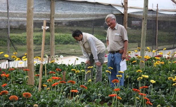 Más de 800 millones de dólares es el valor en riesgo si se frena toda la cadena productivo/comercial de flores de corte, plantas ornamentales y empresas y servicios ligados al sector.