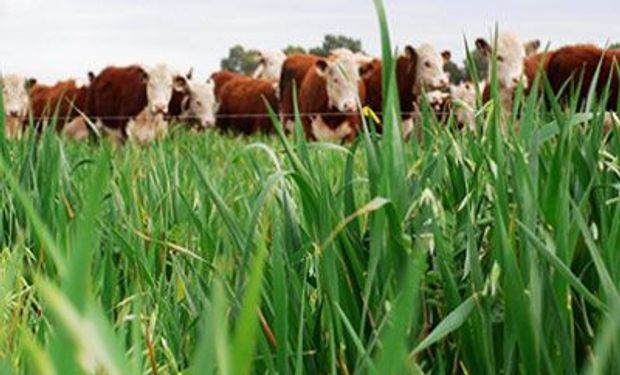 El 40% de las exportaciones de carne a China sale de Córdoba