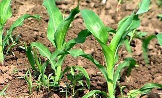 Lanzan un fertilizante granulado que permite corregir carencias de zinc en maíz