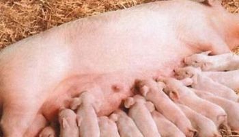 Cerdos: las altas temperaturas en el parto aumentan el estrés