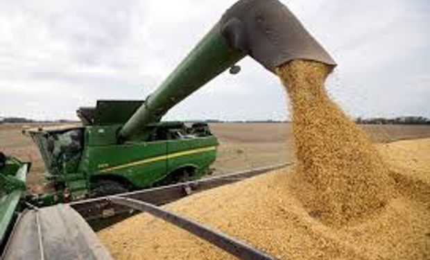 La soja retrocede mientras los cereales se recuperan: el poroto pierde hasta 3,2 U$S y el trigo sube 2,6 U$S en Chicago