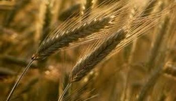 Ya se exportó el 85% del cupo de trigo