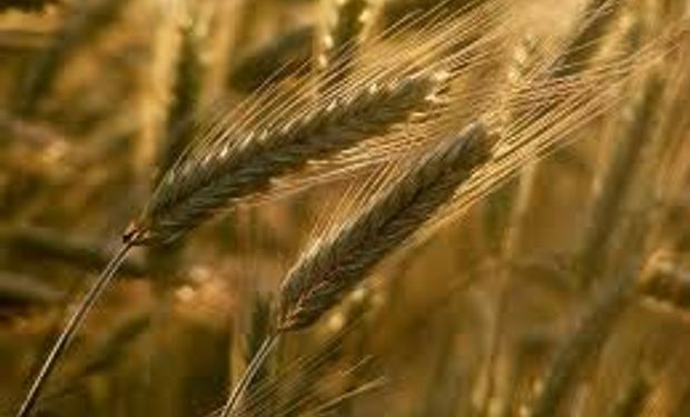 Ya se exportó el 85% del cupo de trigo