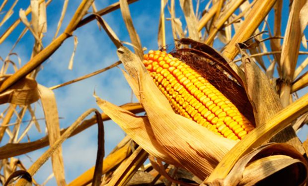 De China a Colombia: las oportunidades del maíz argentino en el mundo |  Agrofy News