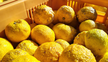 Santa Catarina testa cultivo de limão japonês e mira novo mercado no agro