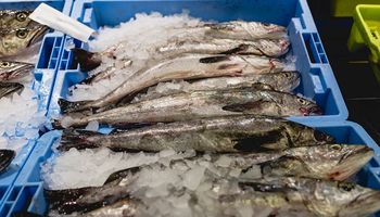 Aduana a la pesca: multan con más de US$ 600 millones a una empresa marplatense