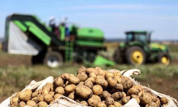 Originárias dos Andes, as batatas encontram condições desafiadoras no Brasil. (foto - PepsiCo)