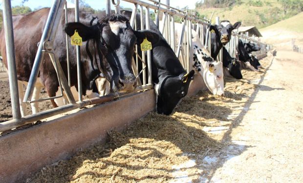 Fazenda Atalaia possui 100 vacas em lactação para produzir cerca de 30 tipos de queijo. (foto - Daniel Azevedo)