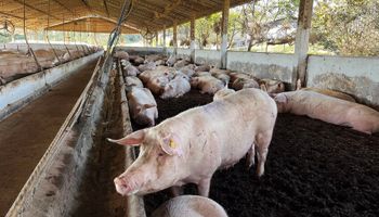 Cotação do suíno tem forte valorização no início de outubro 
