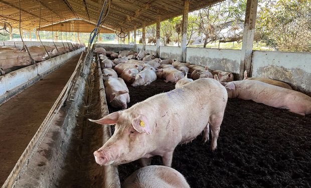 Todas as empresas respondentes disseram que pretendem reduzir o uso de antimicrobianos. (foto - Daniel Azevedo)