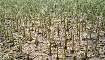 General Arenales y Colón: 4500 hectáreas afectadas por el granizo