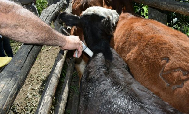 Argentina comienza a exportar la primera vacuna recombinante contra la diarrea viral bovina