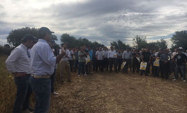 Un campo ubicado a la vera de la autopista Rosario-Córdoba, cercano a la localidad de Toledo, fue sede de una jornada Campo Líder organizada por Nidera.