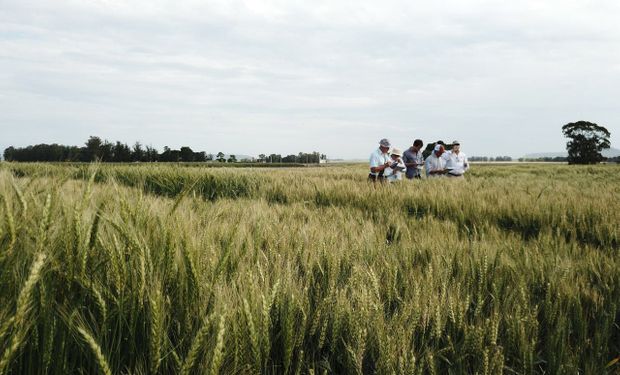 Un informe "online" del rendimiento de los cultivares de trigo pan para decidir que variedad de trigo sembrar en la nueva campaña.