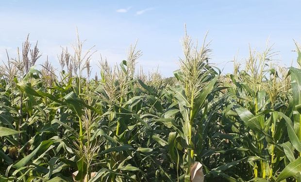 Zona núcleo: el rendimiento del maíz cae hasta un 50 %