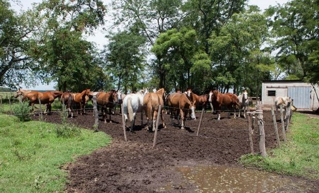 Detectan dos focos de anemia infecciosa equina y hay casi 60 animales enfermos