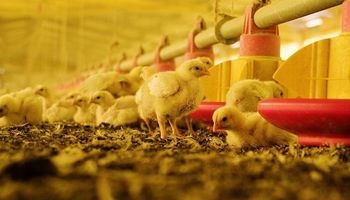 Claves a tener en cuenta para prevenir la laringotraqueitis infecciosa aviar