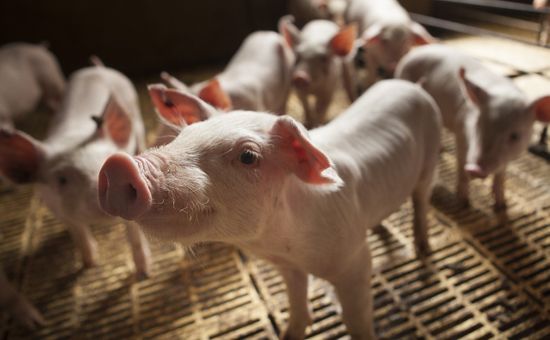 La cadena exige definiciones para recuperar la competitividad; actualidad con costos altos y precios bajos