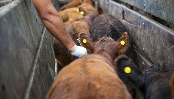 Es oficial: se publicó la estrategia para 2026 sobre la vacunación contra la fiebre aftosa