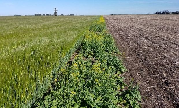 “Los fitosanitarios bien utilizados no son dañinos", destaca Esteban Bilbao y comparte imágenes de vegetación intacta pegada al lote.