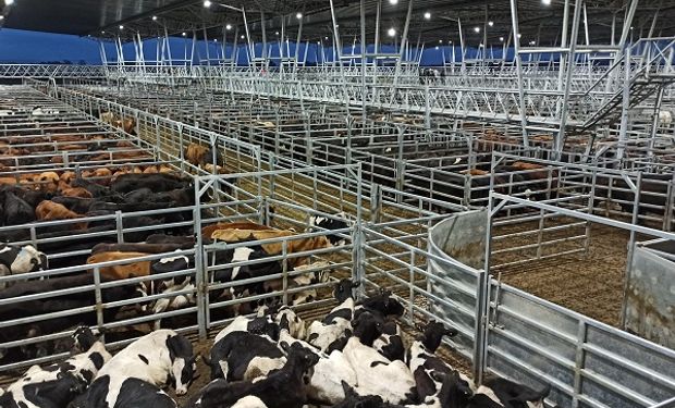 Mercado de Cañuelas: se estancó la demanda de animales livianos en el marco de la Semana Santa