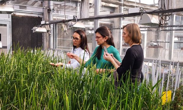 Crearon una tecnología que extiende la vida de los cultivos y buscan revolucionar la agricultura mundial