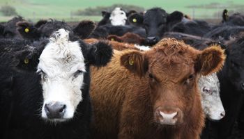 Pelos de vaca para crear baterías sustentables: Argentina presentó la patente en Estados Unidos