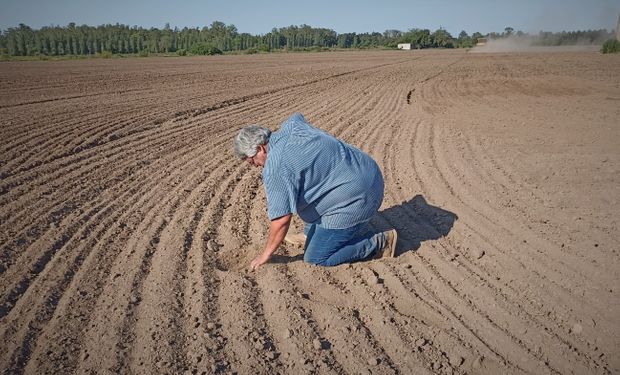 Es horticultor, aprendió a caminar entre “los surcos de papa” y sufre la fuerte sequía: “No llegamos ni a la mitad de la producción”