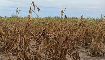 La ola de calor golpeó la producción de soja y la estimación cayó 4 millones de toneladas en marzo